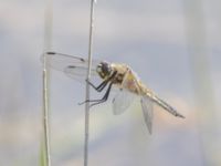 Libellula quadrimaculata Sumpskogen, Klagshamns udde, Malmö, Skåne, Sweden 20240520_0054