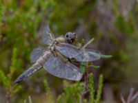 Libellula quadrimaculata Väster-Sortmyran, Sävar, Umeå, Västerbotten, Sweden 20150706_0337