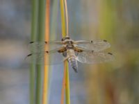 Libellulla quadrimaculata Lilla kalkbrottet, Klagshamns udde, Malmö, Skåne, Sweden 20220703_0022