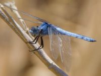 Orthetrum brunneum male Laloumas reservoir, Crete, Greece 20130710B 008