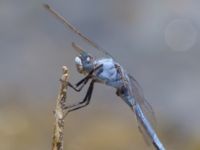 Orthetrum brunneum male Laloumas reservoir, Crete, Greece 20130710B 038