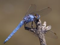 Orthetrum brunneum male Laloumas reservoir, Crete, Greece 20130710B 204