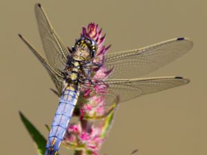 Orthetrum cancellatum - Black-tailed Skimmer - Större sjötrollslända