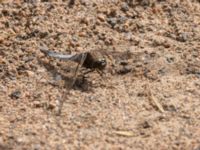 Orthetrum cancellatum Ödetomterna, Bunkeflo strandängar, Malmö, Skåne, Sweden 20220726_0046