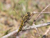 Orthetrum cancellatum Fuktängen, Klagshamns udde, Malmö, Skåne, Sweden 20230612_0008