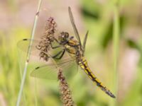 Orthetrum cancellatum Fuktängen, Klagshamns udde, Malmö, Skåne, Sweden 20230612_0024