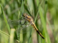 Orthetrum cancellatum Gäddängen, Fulltofta, Hörby, Skåne, Sweden 20240520_0110