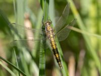 Orthetrum cancellatum Gäddängen, Fulltofta, Hörby, Skåne, Sweden 20240520_0112