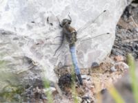 Orthetrum cancellatum Lilla kalkbrottet, Klagshamns udde, Malmö, Skåne, Sweden 20240723_0143