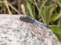 Orthetrum cancellatum Lilla kalkbrottet, Klagshamns udde, Malmö, Skåne, Sweden 20240723_0152