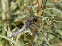 Orthetrum cancellatum Lindängelunds rekreationsområde, Malmö, Skåne, Sweden 20220628_0037