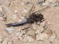 Orthetrum cancellatum Lindängelunds rekreationsområde, Malmö, Skåne, Sweden 20220628_0043