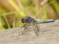 Orthetrum coerulescens ad male Björkadammen, Bunkeflostrand, Malmö, Skåne, Sweden 20190711_0100