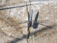 Orthetrum coerulescens male Björkadammen, Malmö, Skåne, Sweden 20150801_0125