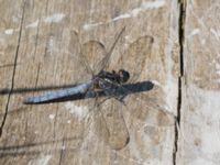 Orthetrum coerulescens male Björkadammen, Malmö, Skåne, Sweden 20150801_0132