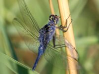 Orthetrum trinacria Birecik gravel pits, Turkey 20120628B 217