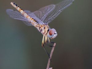 Selysiothemis nigra - Black Pennant - Vimpeltrollslända