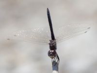 Selysiothemis nigra male Laloumas reservoir, Crete, Greece 20130710B 029