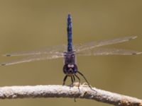 Selysiothemis nigra male Laloumas reservoir, Crete, Greece 20130710B 104