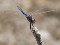 Selysiothemis nigra male Laloumas reservoir, Crete, Greece 20130710B 153