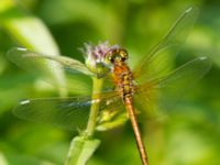 Sympetrum flaveolum Lilla kalkbrottet, Klagshamns udde, Malmö, Skåne, Sweden 20130620B-18