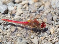 Sympetrum fonscolombii Nemrut Dagi, Turkey 20120704C 421