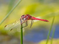 Sympetrum fonscolombii Skansen, Simrishamn, Skåne, Sweden 20110606C 137