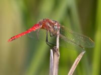 Sympetrum fonscolombii ad male Karmindammen, Trelleborg, Skåne, Sweden 20210621_0092