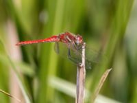 Sympetrum fonscolombii ad male Karmindammen, Trelleborg, Skåne, Sweden 20210621_0112