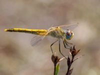 Sympetrum fonscolombii female Portals Vells, Mallorca, Spain 20121001B 013