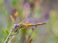 Sympetrum fonscolombii female Portals Vells, Mallorca, Spain 20121001C 072