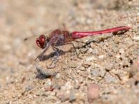 Sympetrum fonscolombii male Vombs östra vattenverksdammar, Lund, Skåne, Sweden 20130617C-93