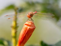 Sympetrum meridionale ad male Olinovki, Crimea, Russia 20150911B_0552