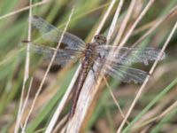 Sympetrum sanguineum Kävlingeån Gårdstånga, Eslöv, Skåne, Sweden 20230923_0030