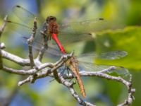 Sympetrum sanguineum Lilla kalkbrottet, Klagshamns udde, Malmö, Skåne, Sweden 20240729_0125