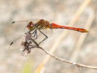 Sympetrum sanguineum ad male Lilla kalkbrottet, Klagshamns udde, Malmö, Skåne, Sweden 20240723_0344