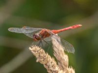 Sympetrum sanguineum male Björkadammen, Bunkeflostrand, Malmö, Skåne, Sweden 20220818_0139