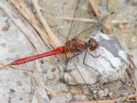 Sympetrum sanguineum male Lilla kalkbrottet, Klagshamns udde, Malmö, Skåne, Sweden 20230814_0125