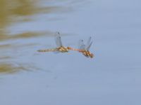 Sympetrum striolatum Östra dammen, Fuktängen, Klagshamns udde, Malmö, Skåne, Sweden 20240723_0526