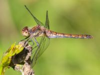 Sympetrum striolatum Vombs östra vattenverksdammar, Lund, Skåne, Sweden 20240801_0043