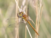 Sympetrum striolatum Vombs östra vattenverksdammar, Lund, Skåne, Sweden 20240801_0053