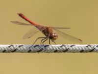 Sympetrum striolatum ad male Käglinge hästbacke, Malmö, Skåne, Sweden 20220821_0187