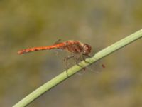 Sympetrum striolatum male Björkadammen, Bunkeflostrand, Malmö, Skåne, Sweden 20220818_0093