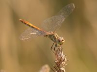 Sympetrum vulgatum female Björkadammen, Bunkeflostrand, Malmö, Skåne, Sweden 20220818_0121