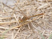 Sympetrum vulgatum female Inkerman, Crimea, Russia 20150913B_0174