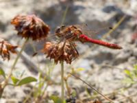 Sympetrum vulgatum male Björkadammen, Malmö, Skåne, Sweden 20150804_0109