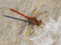 Sympetrum vulgatum male Björkadammen, Malmö, Skåne, Sweden 20150804_0123