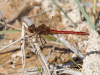 Sympetrum vulgatum male Dammen, Ivö klack, Ivön, Kristianstad, Skåne, Sweden 20150820_0013