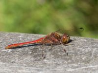 Sympetrum vulgatum male Lindängelunds rekreationsområde, Malmö, Skåne, Sweden 20150829_0121