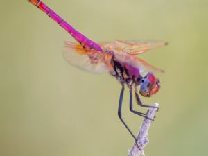 Trithemis annulata - Violet Dropwing - Violett obelisk